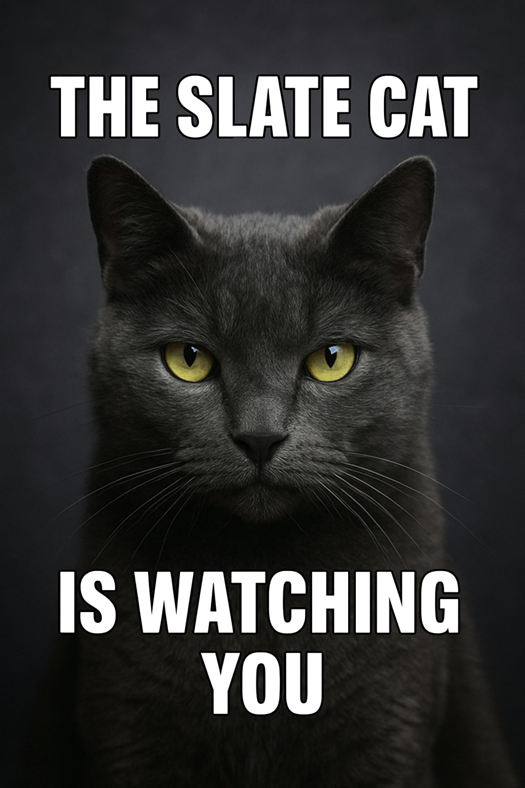 The Slate Cat